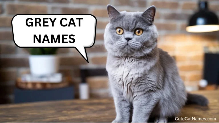 Famous, Cute And Badass Grey Cat Names For Male And Female Cats