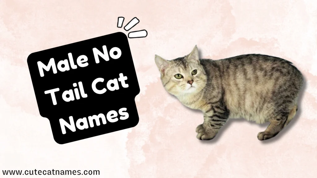 Male No Tail Cat Names