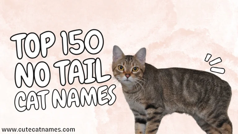 No Tail Cat Names