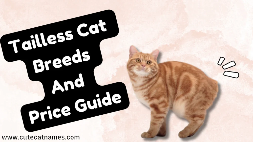 Tailless Cat Breeds and Price Guide