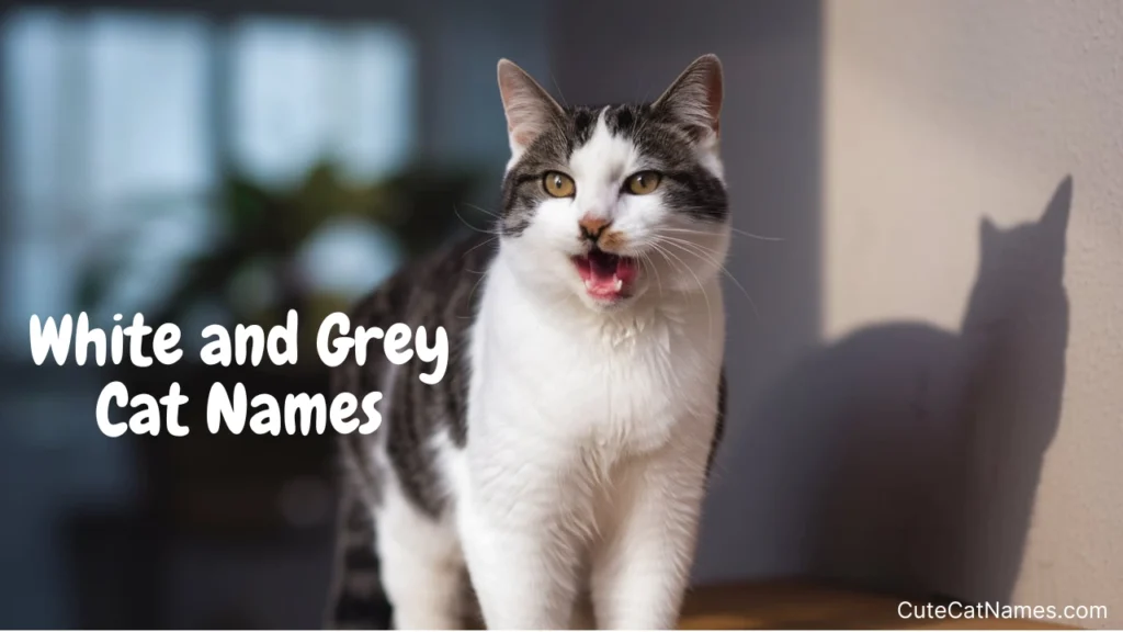 White and Grey Cat Names