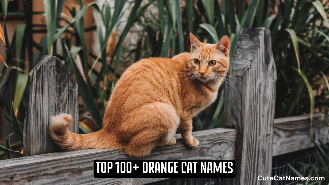 Top Orange Cat Names