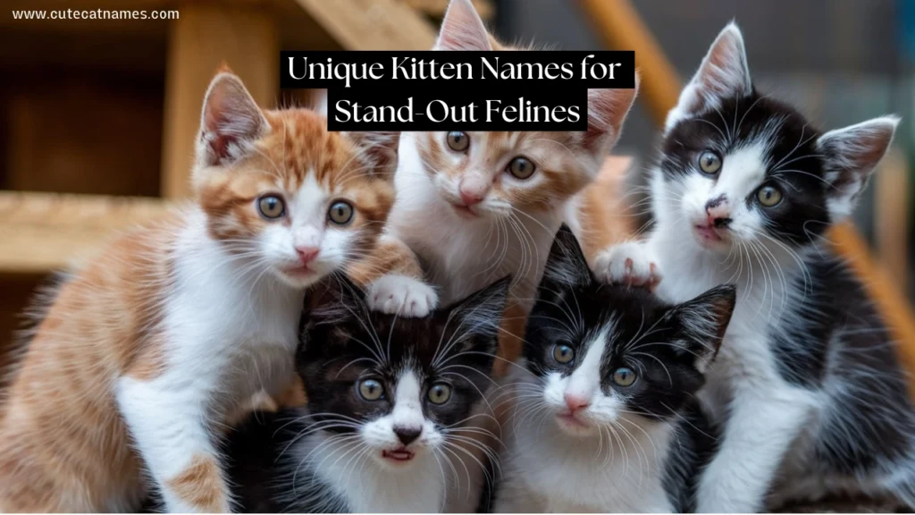 Unique Kitten Names