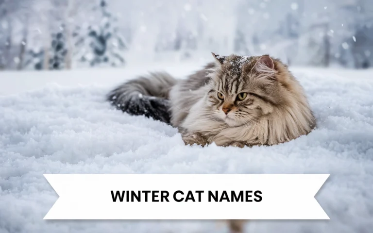 Winter Cat Names