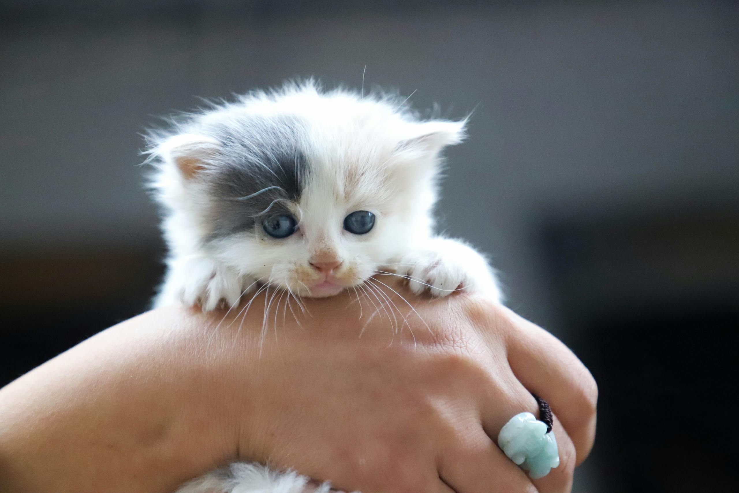 Cute grey and white kitten being held in a hand, showcasing its adorable face.