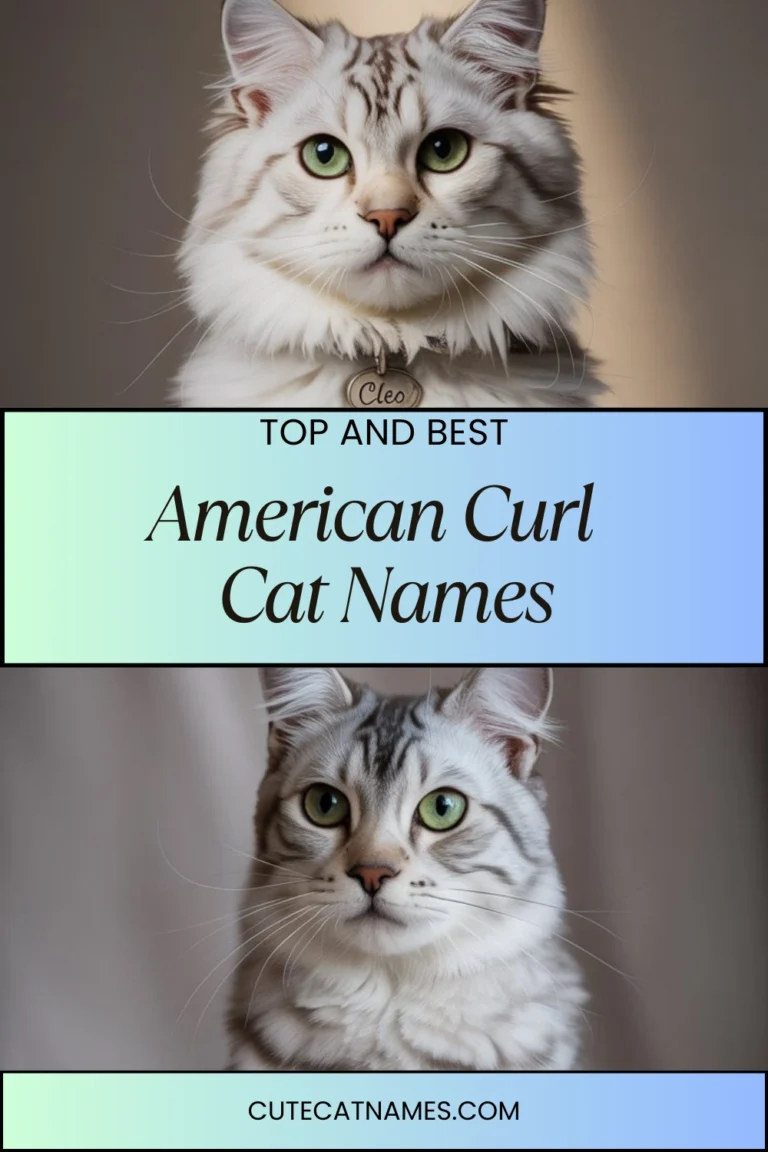 American Curl Cat Names