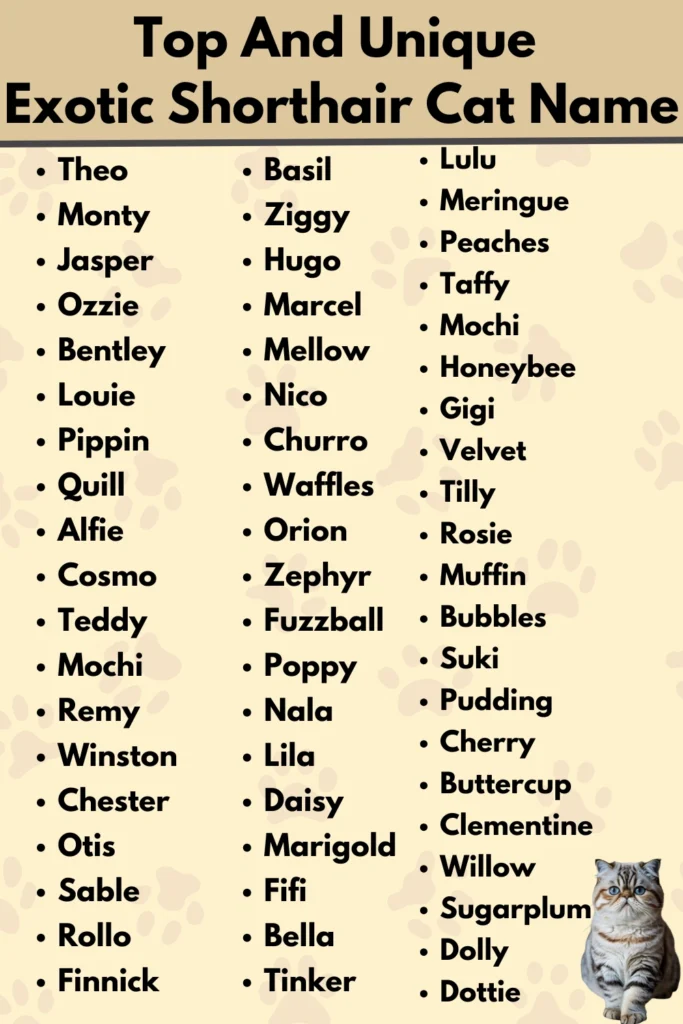 Top And Unique
Exotic Shorthair Cat Name