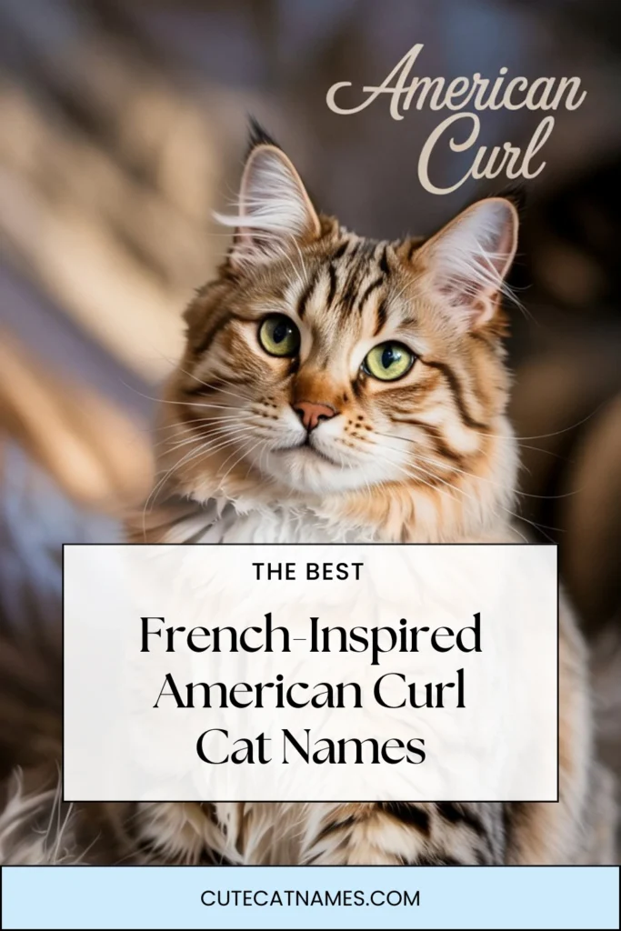 French-Inspired American Curl Cat Names