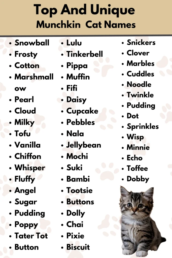 Top And Unique 
Munchkin  Cat Names