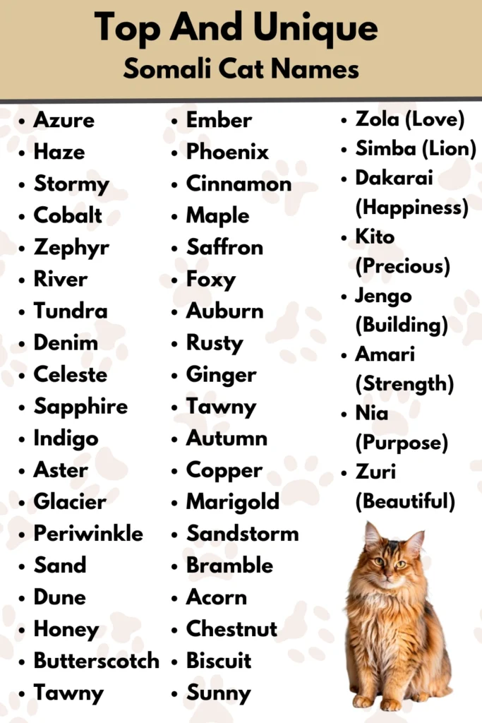 Top And Unique
Somali Cat Names