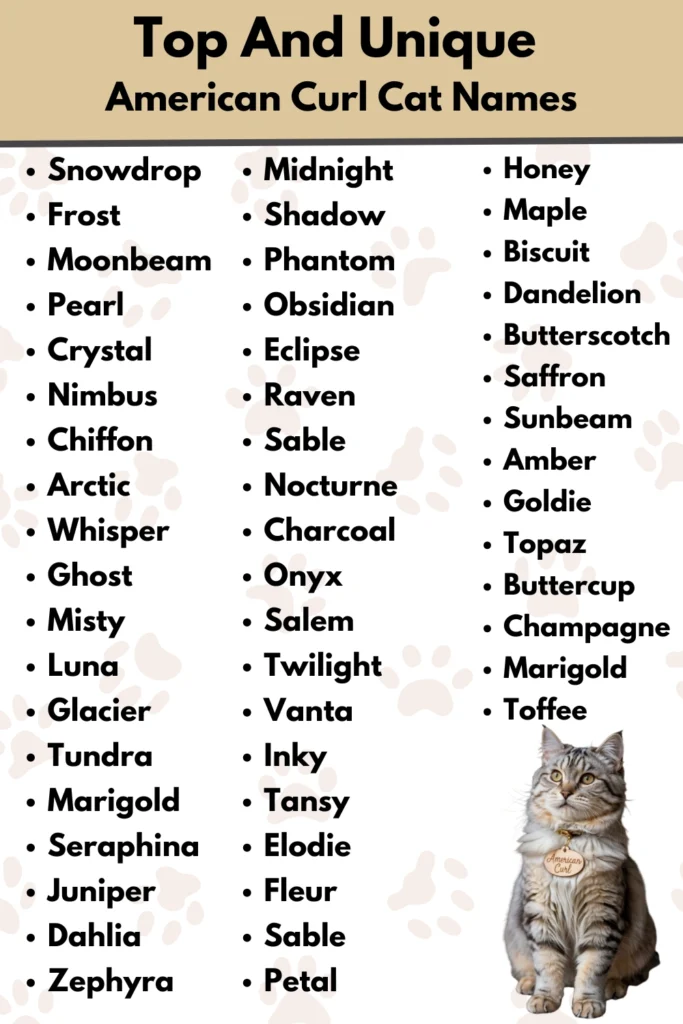 Top And Unique
American Curl Cat Names