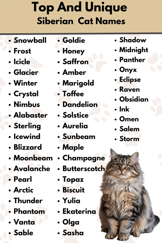 Top And Unique
Siberian Cat Names