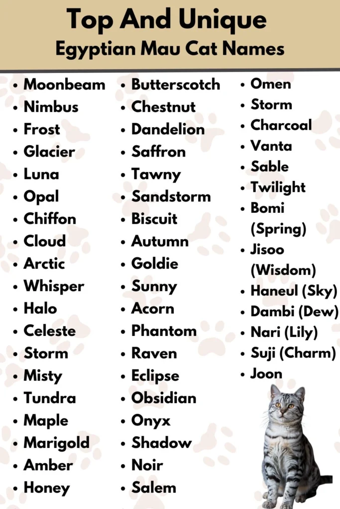 Top And Unique
Egyptian Mau Cat Names