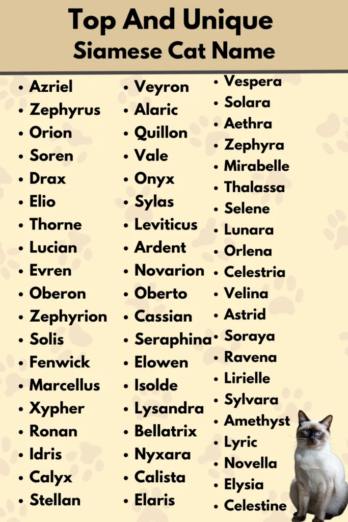 Top And Unique
Siamese Cat Name