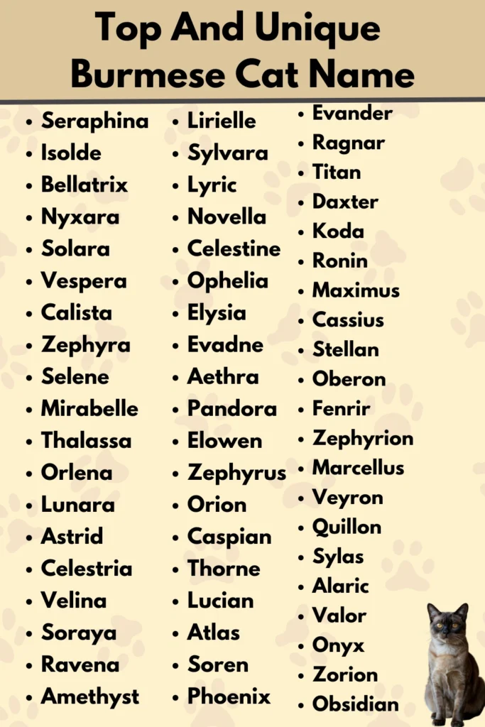 Top And Unique
Burmese Cat Name