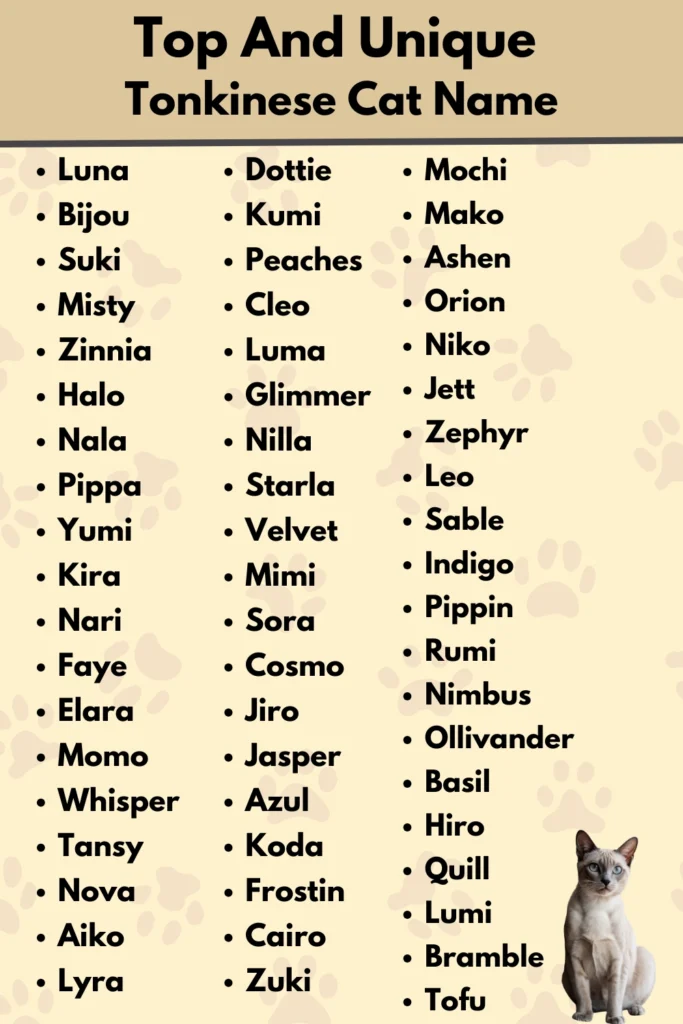 Top And Unique
Tonkinese Cat Name