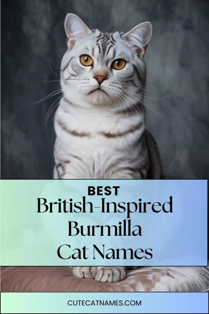 British-Inspired Names for Burmillas