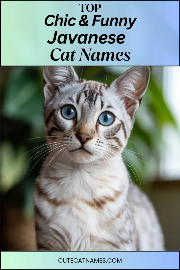 Chic & Funny Javanese Cat Names