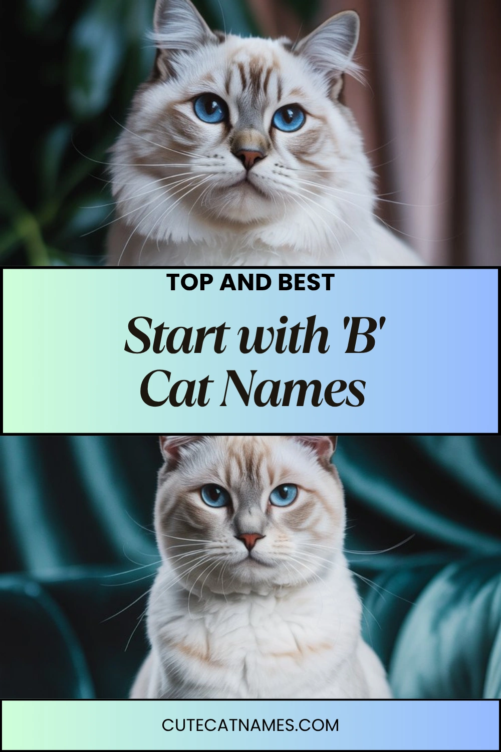 Cat Names That Start with 'B'