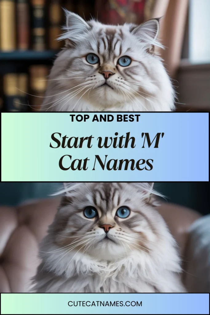Cat Names That Start with 'M'