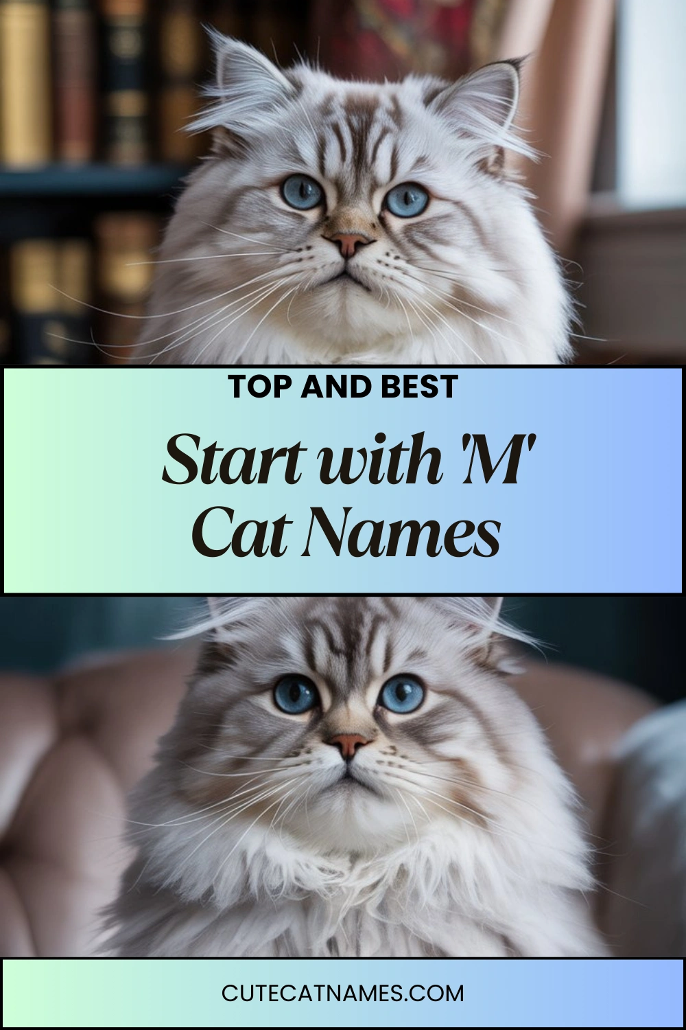 Cat Names That Start with 'M'