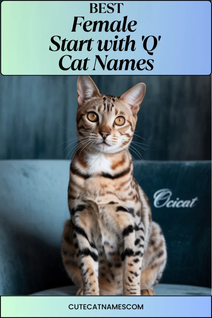Female Cat Names That Start with 'Q'