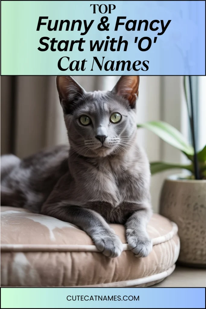 Funny & Fancy 'O' Cat Names