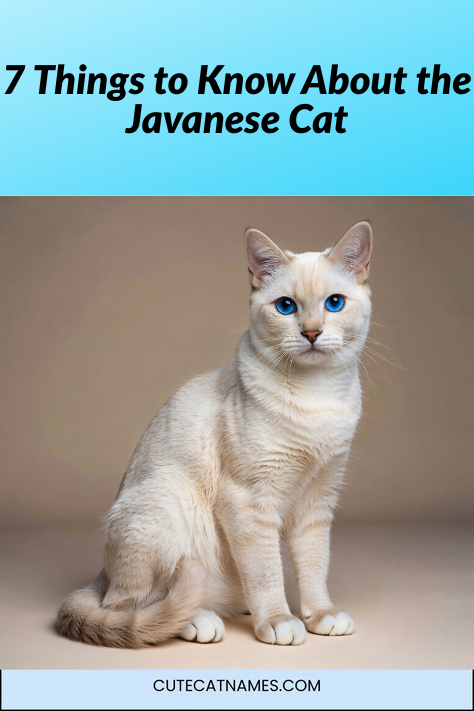 Javanese Cat